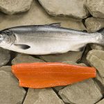 The Benefits of Wild Caught Fish and How to Source it Sustainably