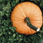5 Ways to Embrace the Fall Vibes